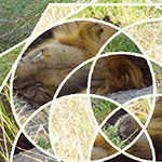 Photoshop Tutorial - Lion